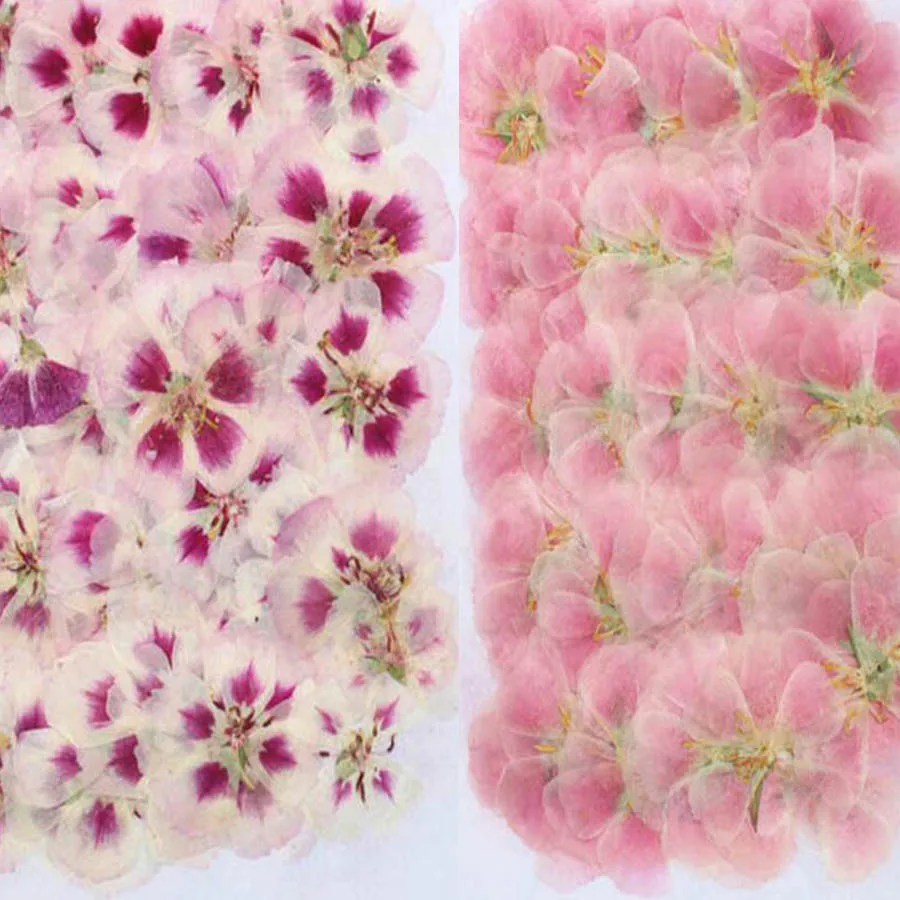 Dried Flower Bookmark - 60 قطعة 4-7 سنتيمتر ضغط المجففة
