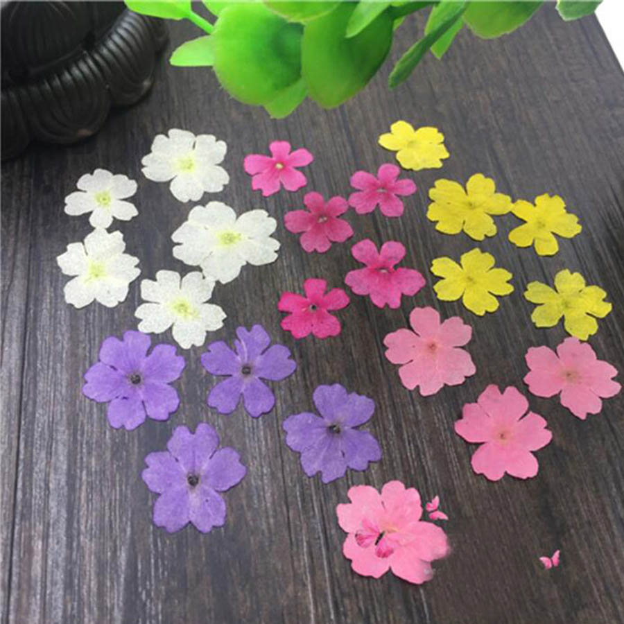 Dried Flower Bookmark - 60 قطعة 1-2 سنتيمتر ضغط المجففة