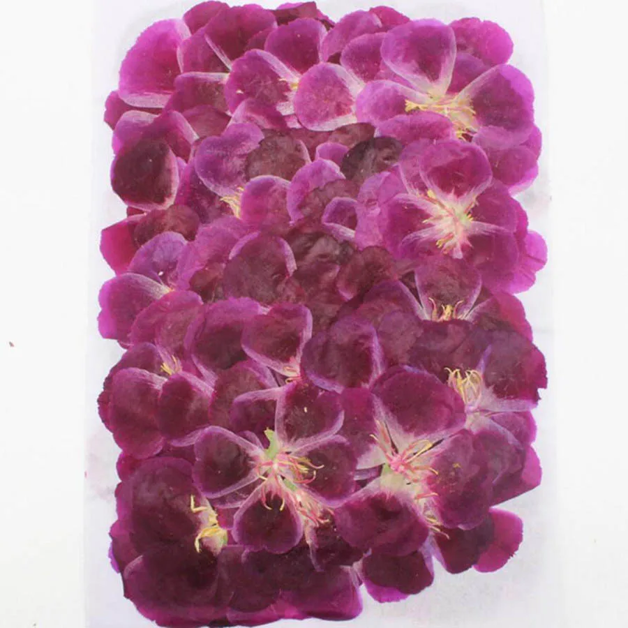 60 قطعة 4-7 سنتيمتر ضغط المجفف - مراجعة Dried Flower Bookmark وسعره