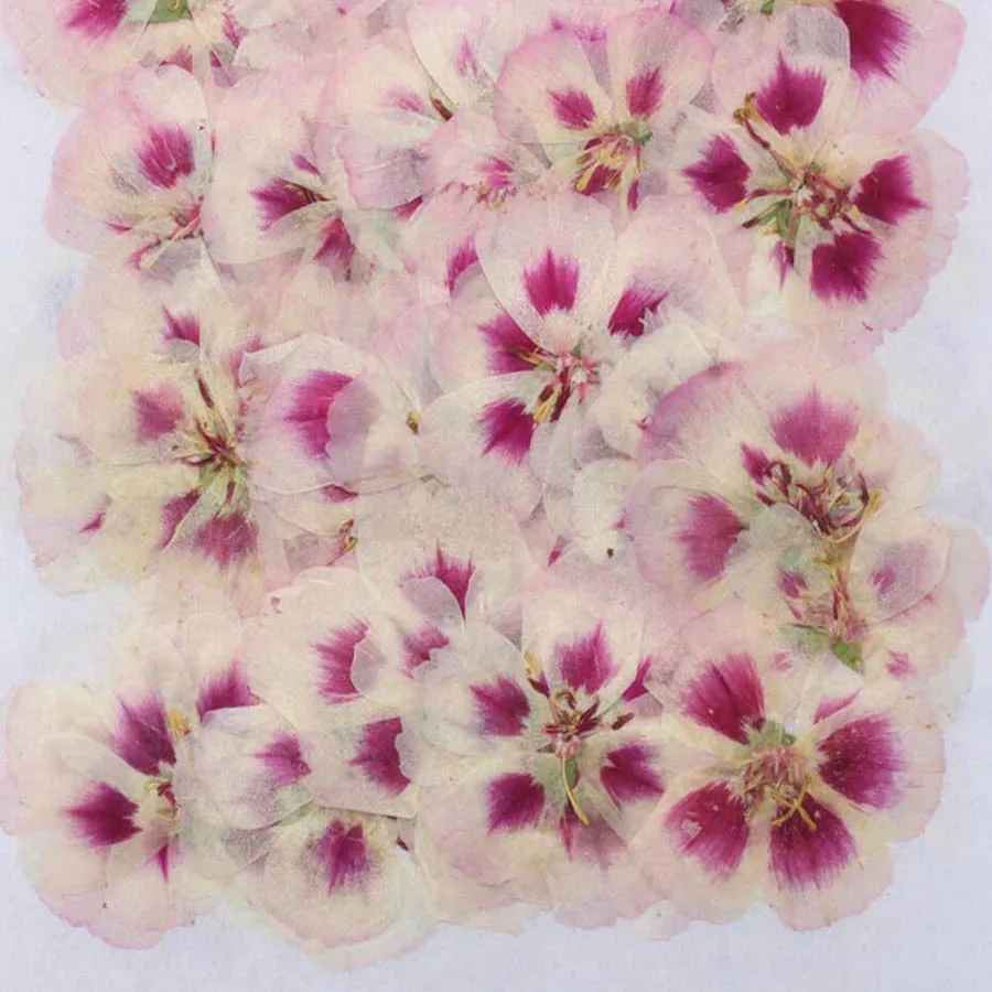 60 قطعة 4-7 سنتيمتر ضغط المجفف - مراجعة Dried Flower Bookmark وسعره