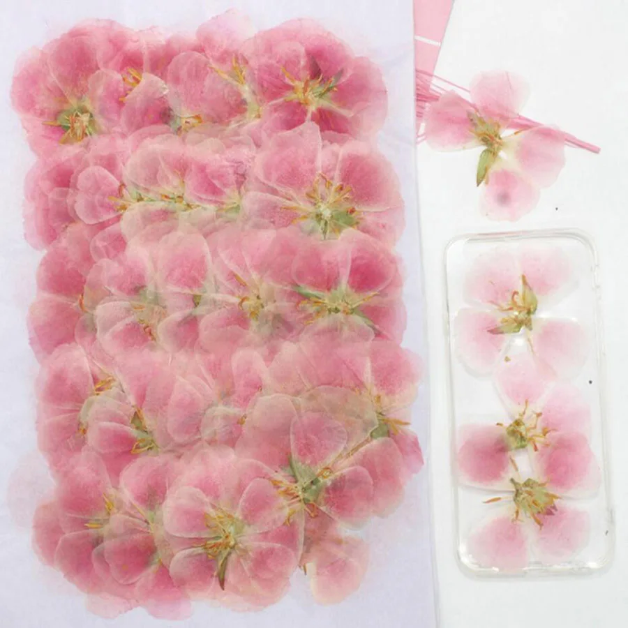 60 قطعة 4-7 سنتيمتر ضغط المجفف - مراجعة Dried Flower Bookmark وسعره