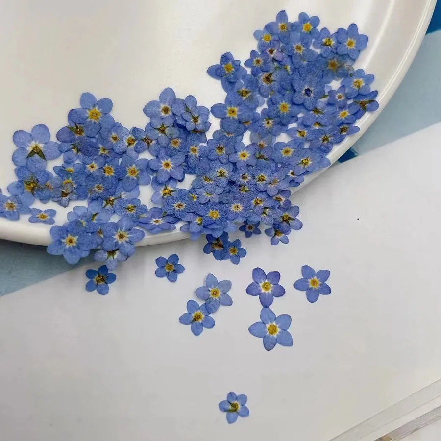 زهرة نسيم الأزرق المجففة الطبي - مراجعة Dried Flower Bookmark وسعره