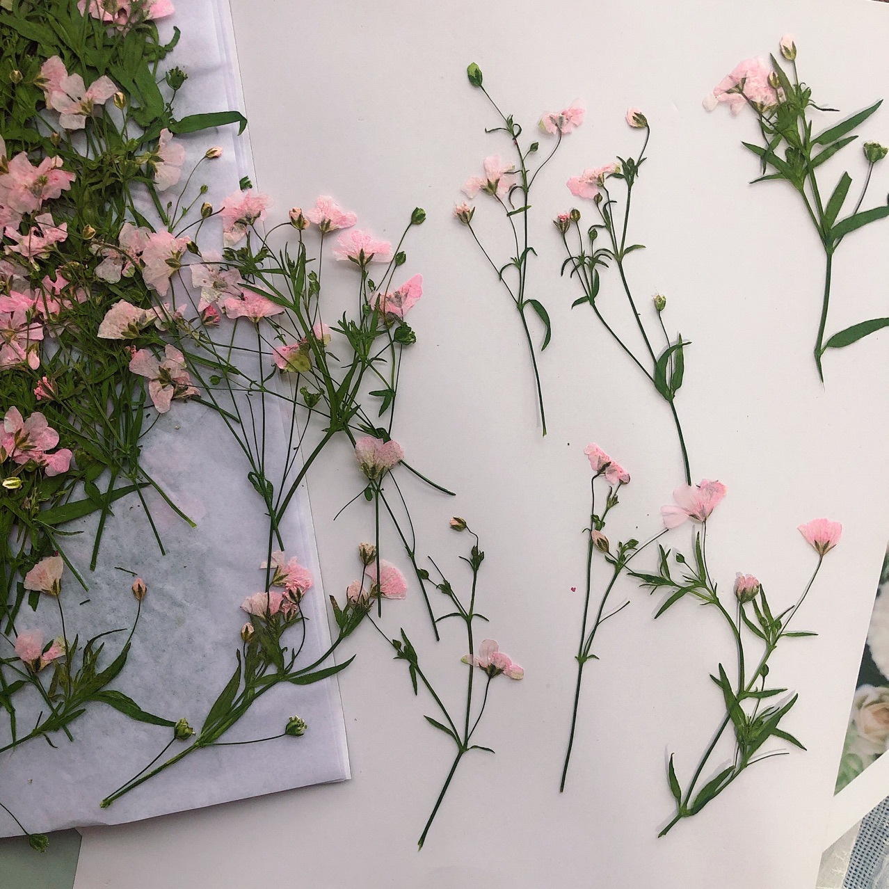 12 قطعة 5-6 سنتيمتر زهرة جافة  - مراجعة Dried Flower Bookmark وسعره