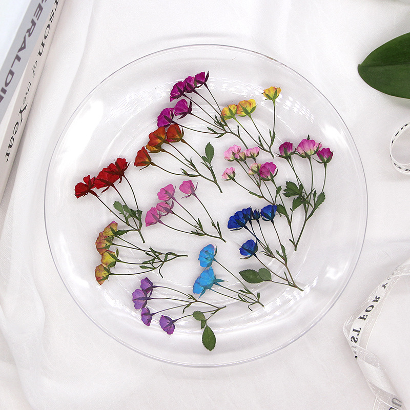 براعم الورد المصبوغة المجففة ا - مراجعة Dried Flower Bookmark وسعره