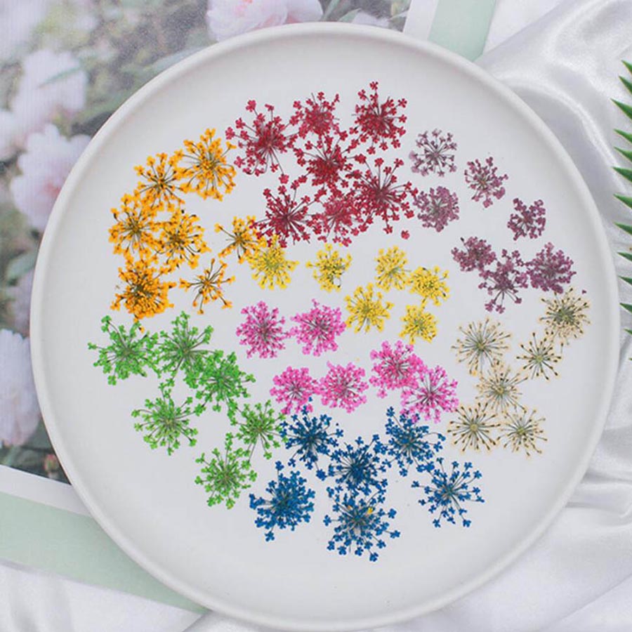 60 قطعة ضغط المجففة 15-20 مللي - مراجعة Dried Flower Bookmark وسعره