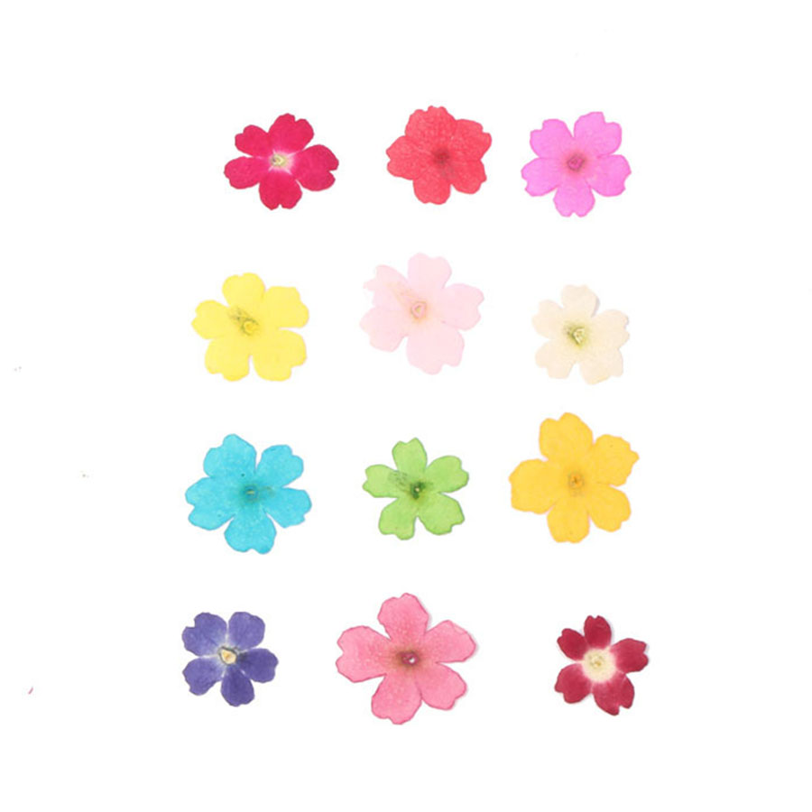 60 قطعة 1-2 سنتيمتر ضغط المجفف - مراجعة Dried Flower Bookmark وسعره
