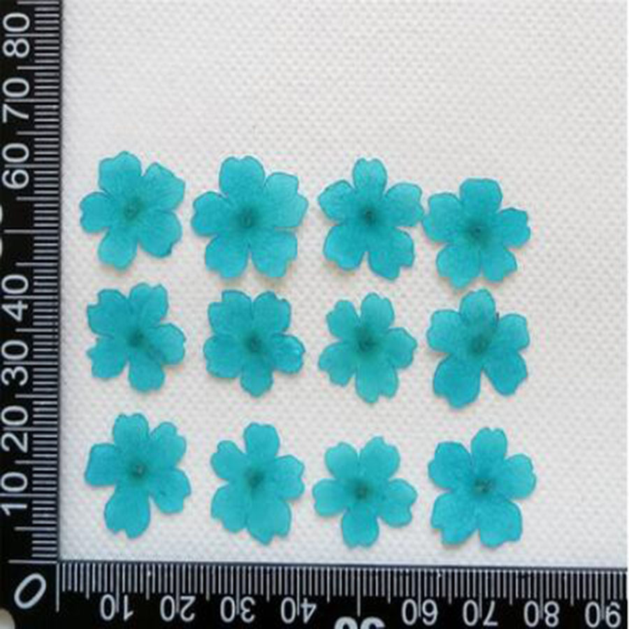 60 قطعة 1-2 سنتيمتر ضغط المجفف - مراجعة Dried Flower Bookmark وسعره