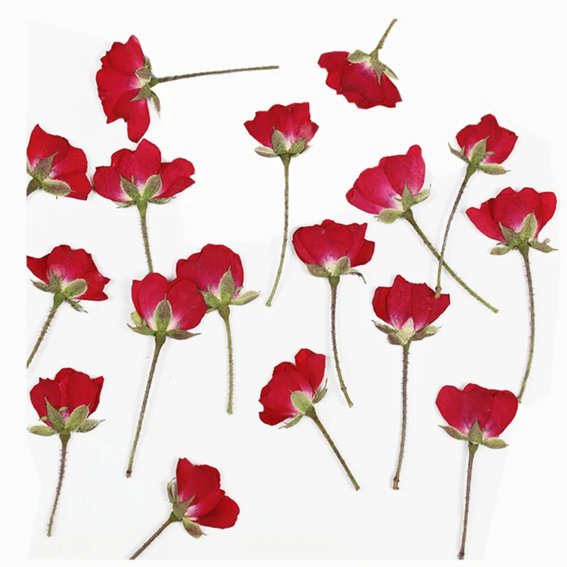 الجانب الجاف ضغط زهرة النبات ه - مراجعة Dried Flower Bookmark وسعره