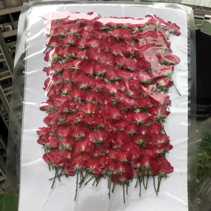 الجانب الجاف ضغط زهرة النبات ه - مراجعة Dried Flower Bookmark وسعره