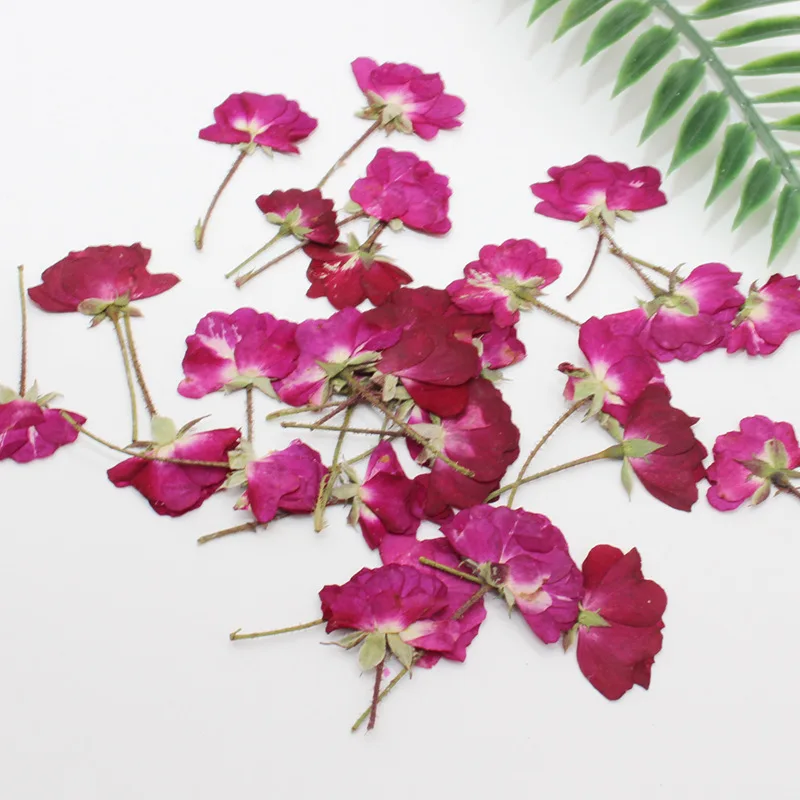 الجانب الجاف ضغط زهرة النبات ه - مراجعة Dried Flower Bookmark وسعره
