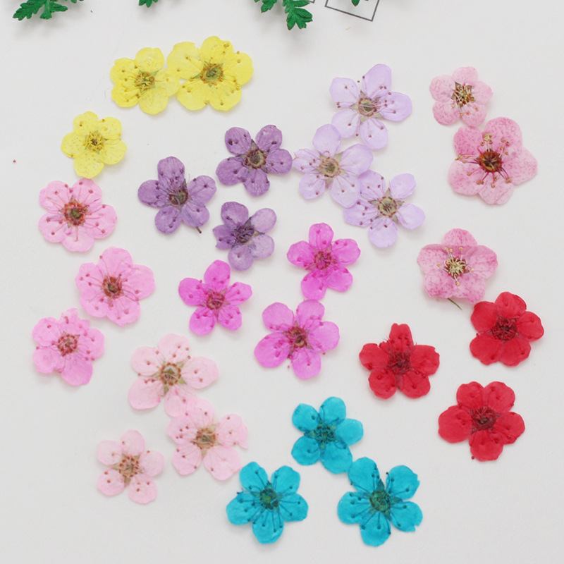 60 قطعة صغيرة ضغط المجففة نارس - مراجعة Dried Flower Bookmark وسعره