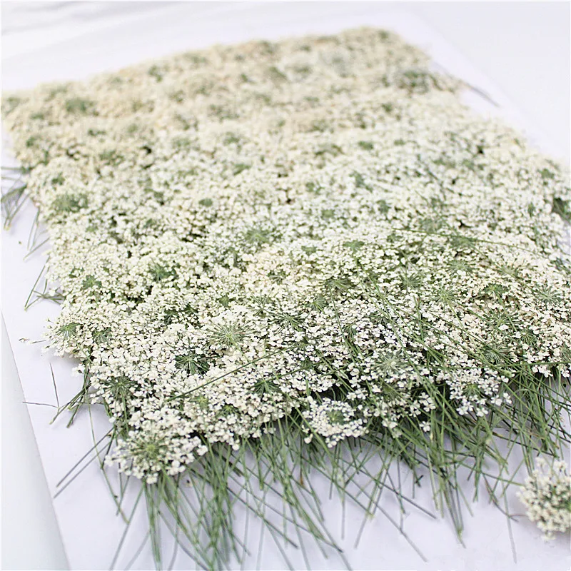 شموع معطرة ، 100 قطعة ، زهور د - مراجعة Dried Flower Bookmark وسعره