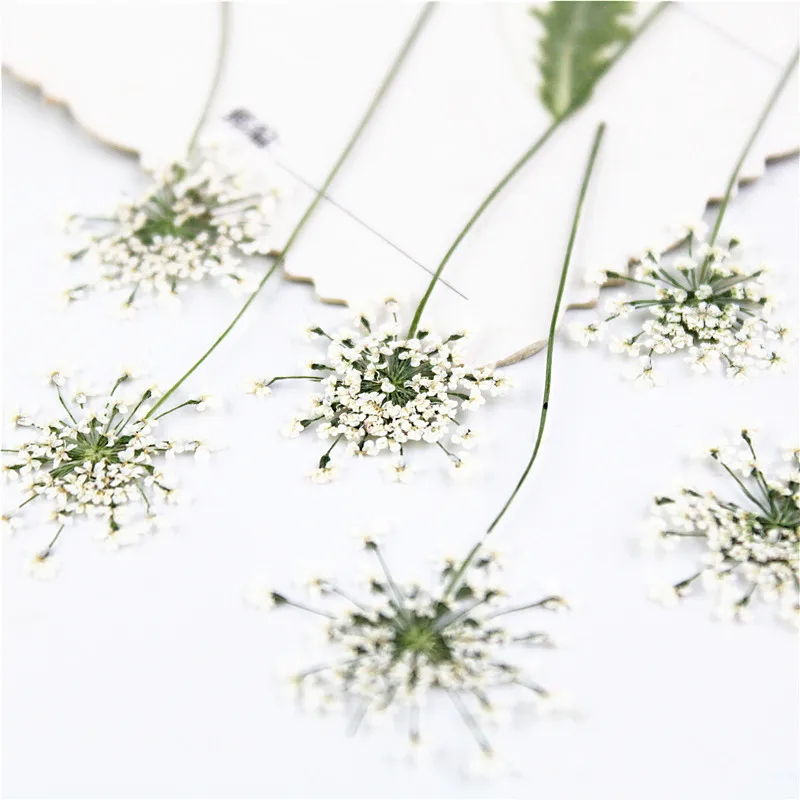 شموع معطرة ، 100 قطعة ، زهور د - مراجعة Dried Flower Bookmark وسعره