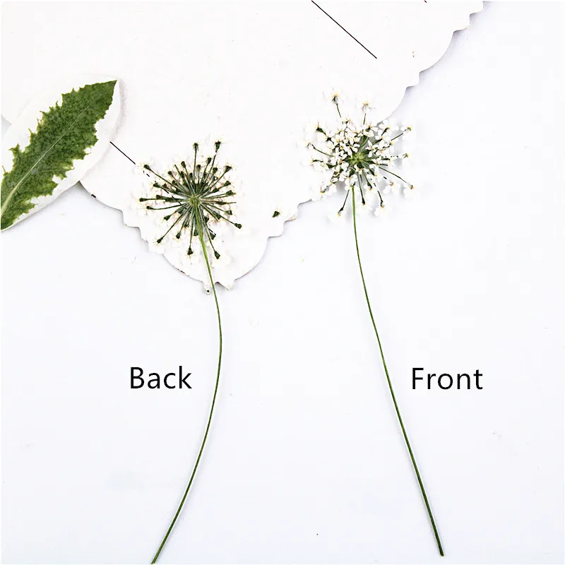 شموع معطرة ، 100 قطعة ، زهور د - مراجعة Dried Flower Bookmark وسعره