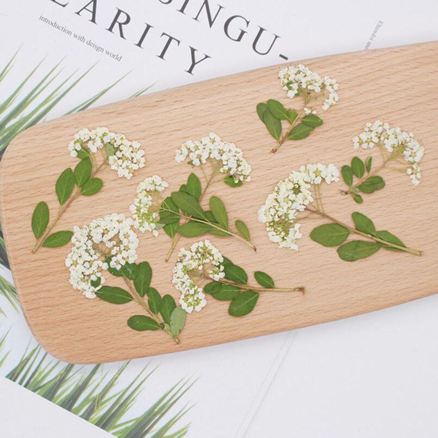 60X زهور سبيريا بيضاء طبيعية م - مراجعة Dried Flower Bookmark وسعره